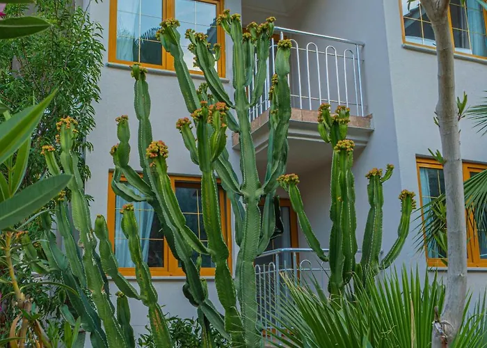 Dream Of Oludeniz Фетхие